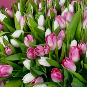 basket of white and candy pink tulips sakura sugar from 3150