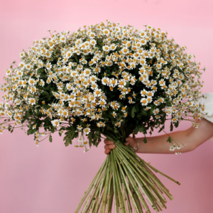 Bouquet of Tanacetum and Chamomiles Dreamer